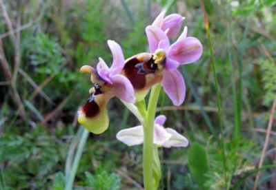 Ophrys tenthredinifera Willd. 