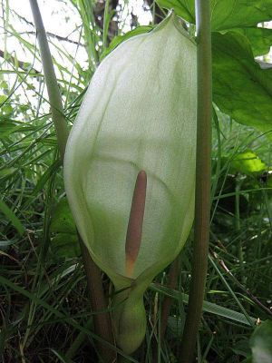Arum maculatum - 
