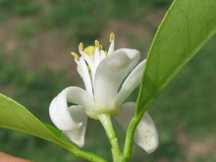 mandarin orange - 34705 - English common name - Citrus reticulata