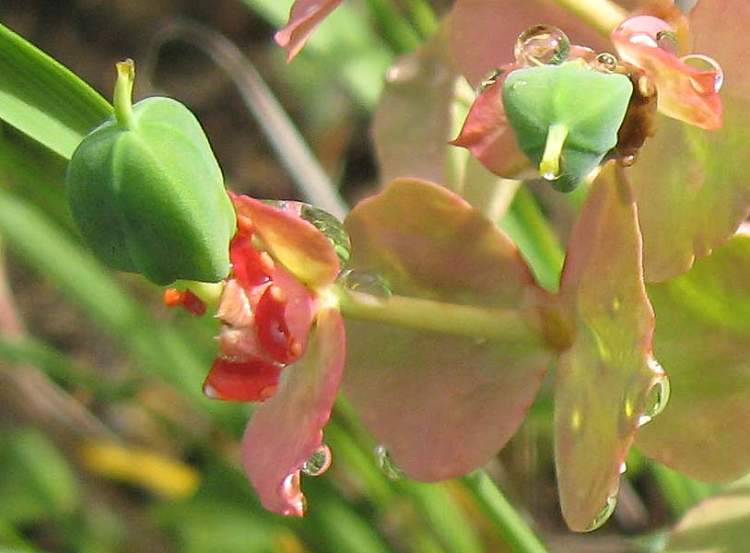Euphorbia rigida M. Bieb.