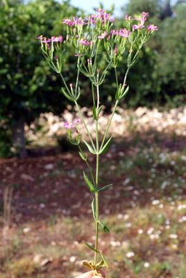 Centaurium erythraea - 