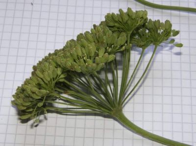 Katapsuxis silaifolia (Jacq.) Raf. 