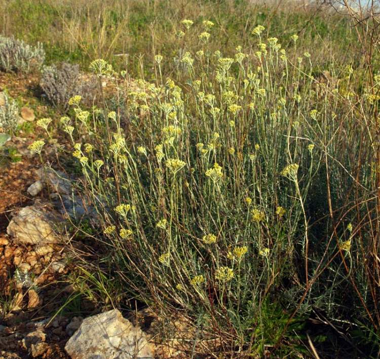 Helichrysum italicum (Roth) G. Don