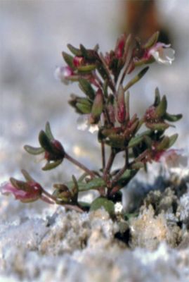 Chaenorhinum rubrifolium subsp. rubrifolium - a