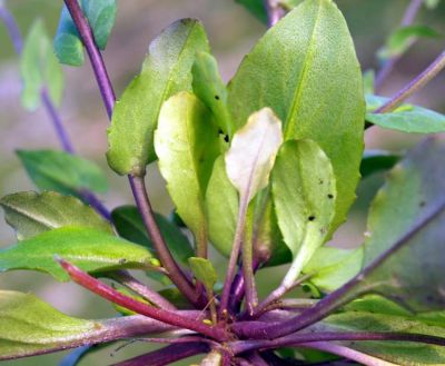 Thlaspi perfoliatum - a