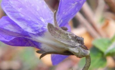 Viola alba Besser subsp. dehnhardtii (Ten.) W. Becker 