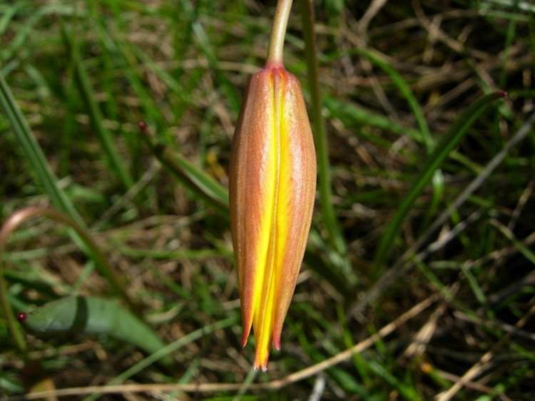 Tulipa australis Link