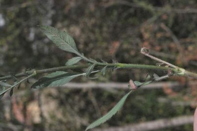 Cephalaria transsylvanica (L.) Schrad. 