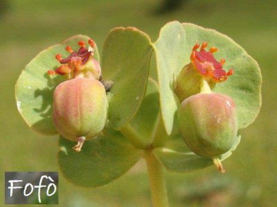 Euphorbia myrsinites L. 