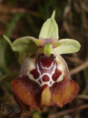 Ophrys oxyrrhynchos Tod. 