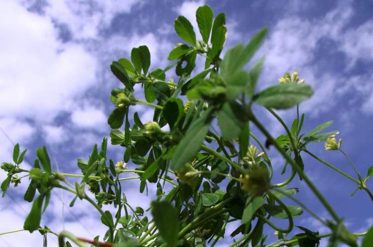 Trifolium dubium Sibth.