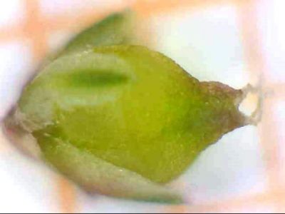 Amaranthus graecizans L. 