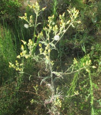 Andryala integrifolia L. 