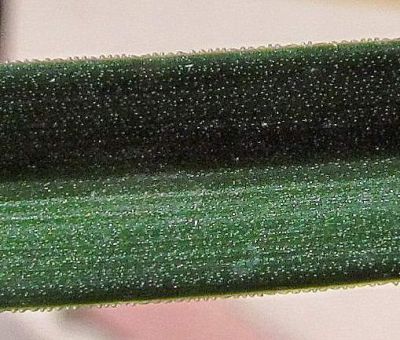 Sternbergia sicula Tineo ex Guss. 