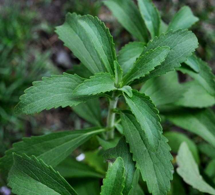 Стевия фото. Stevia rebaudiana Bertoni. Стевия медовая(Stevia rebaudiana). Крымская стевия растение. Stevia rebaudiana ботаника.