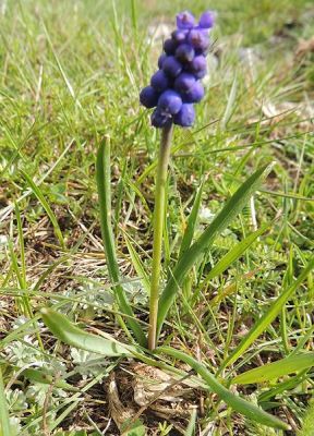 Muscari botryoides subsp. botryoides - 