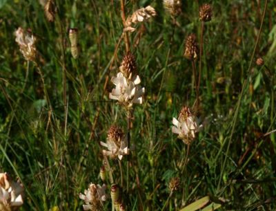Onobrychis alba (Waldst. & Kit.) Desv. 