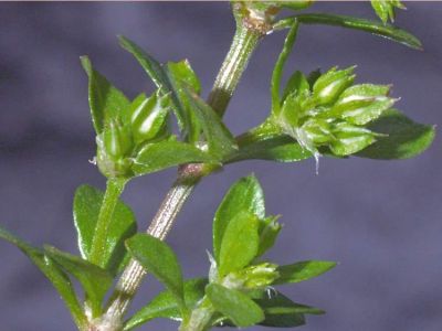 Polycarpon tetraphyllum (L.) L. 