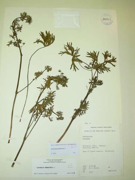 Geranium dissectum L.