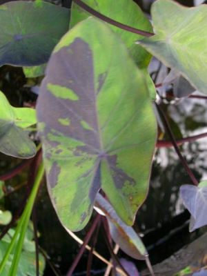 Colocasia esculenta (L.) Schott 