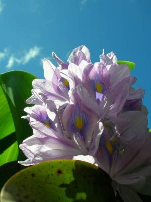 Eichhornia crassipes - 