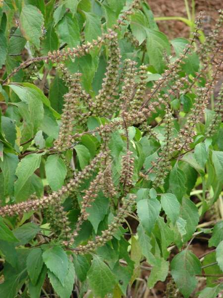 alfavacão - 179090 - Portuguese common name - Ocimum gratissimum