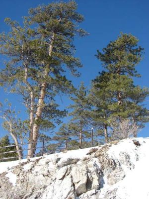 Pinus ponderosa P. Lawson & C. Lawson 