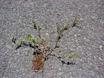 Vicia sativa subsp. nigra (L.) Ehrh. 