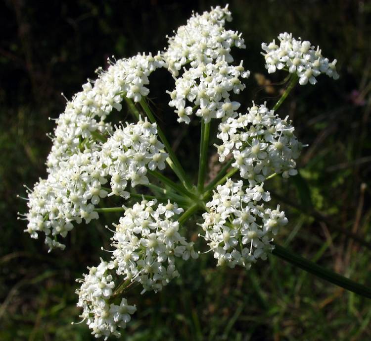 Peucedanum cervaria (L.) Lapeyr.