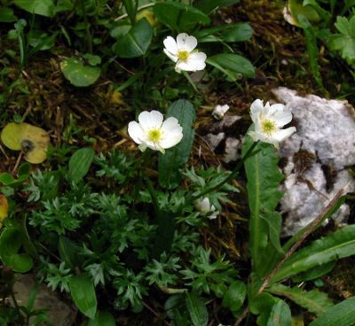 Ranunculus traunfellneri Hoppe 