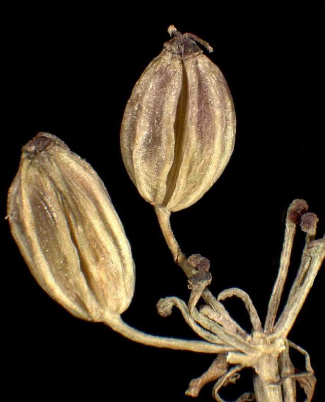 Ligusticum mutellina (L.) Crantz