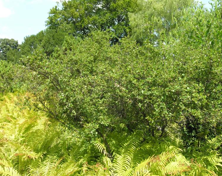 buskbjörk - 8980 - Swedish common name - Betula humilis