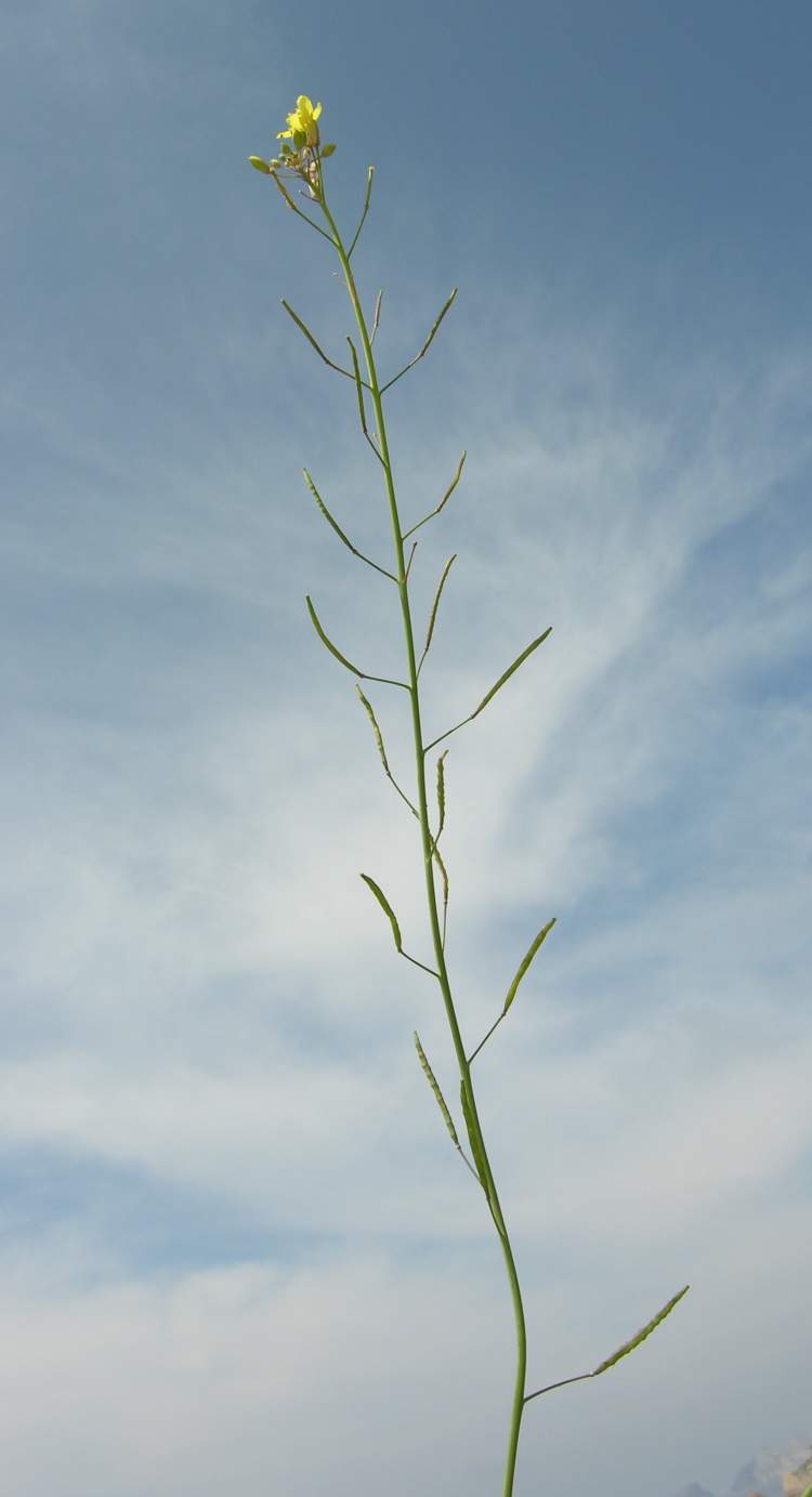 Brassica fruticulosa Cirillo