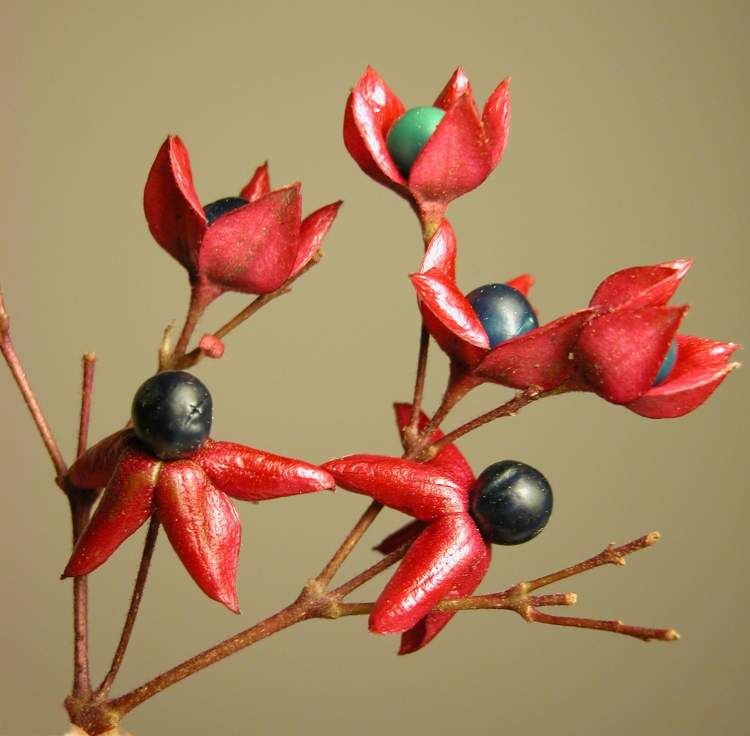 frilandsklerodendrum-20675-swedish-common-name-clerodendrum