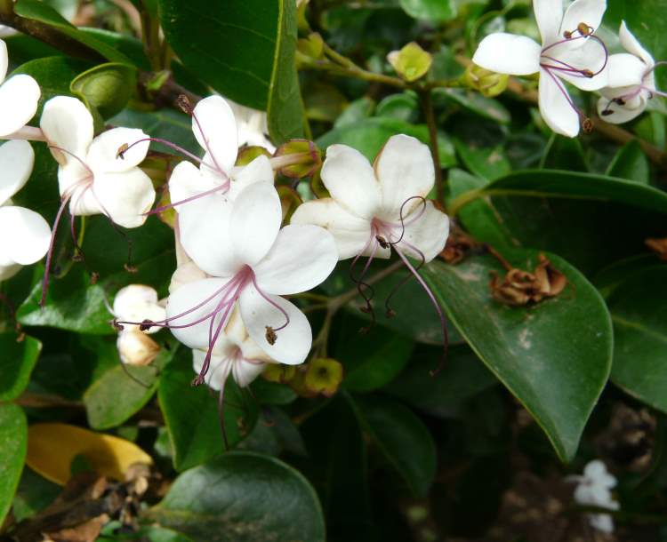 Clerodendrum inerme (L.) Gaertn. - Embrert