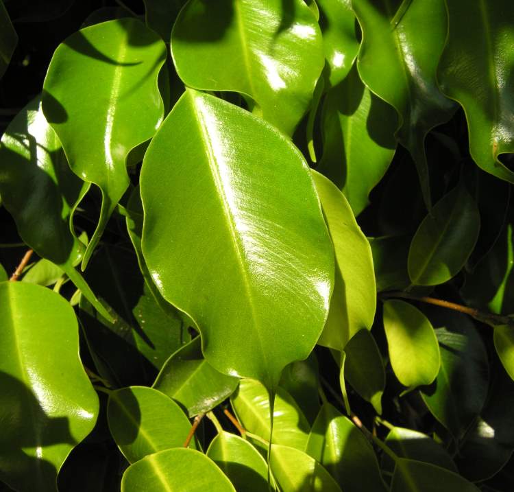 Ficus benjamina Leaf