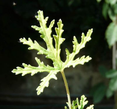 Pelargonium radens H.E.Moore 