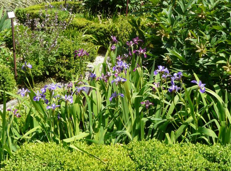 slender blue iris - 51625 - English common name - Iris prismatica