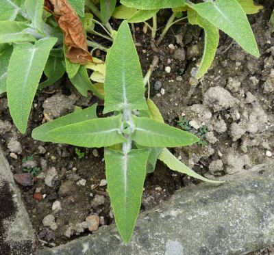 Salvia canariensis - a