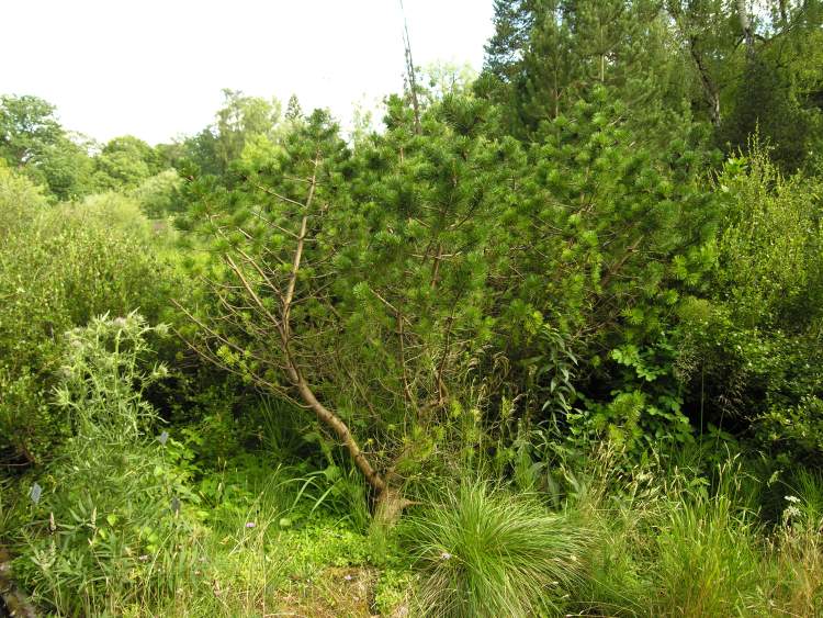 Pinus uncinata Mill.