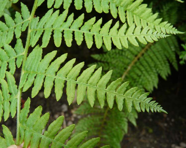 spetsbräken - 53215 - Swedish common name - Polystichum setiferum