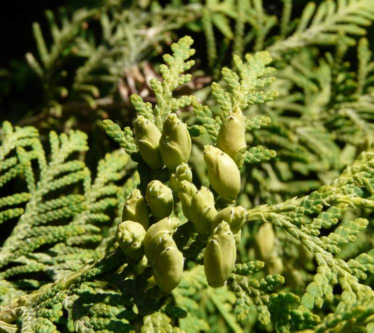 Туя оксиденталис гранулы. Туя occidentalis шишки. Гербарий Thuja occidentalis. Туя Западная золотистокончиковая - Thuja occidentalis l. 'Aureospicata'. Одивер туиаь.