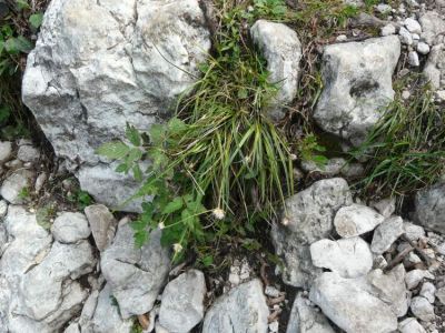 Carex baldensis L. 