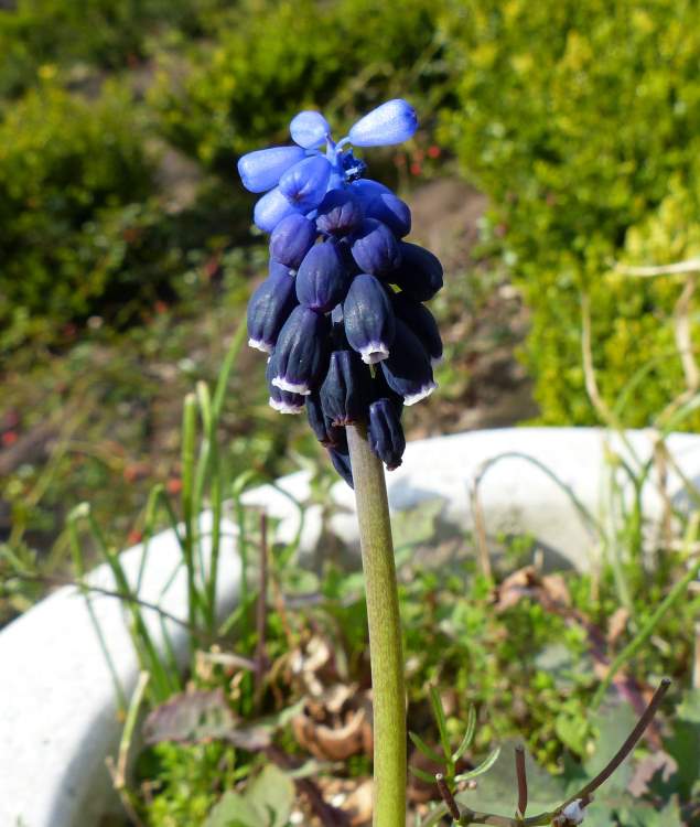 Muscari botryoides (L.) Mill.