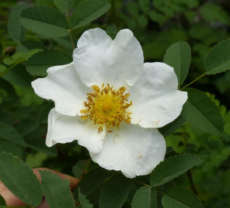 Rosa spinosissima L. - Scotch rose