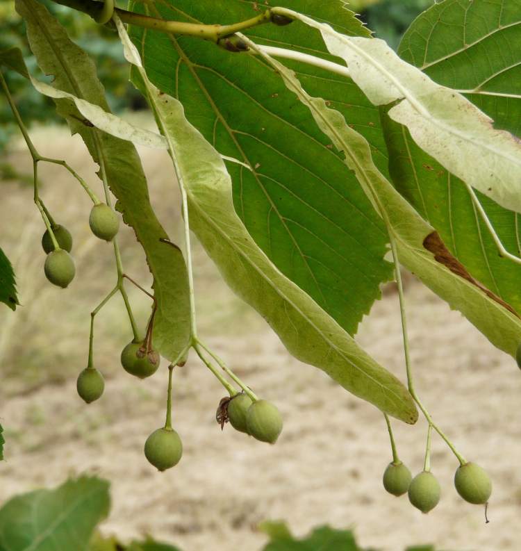 Плоды липы фото. Липа крупнолистная плоды. Tilia Caucasica. Семена липы крупнолистной. Липа мелколистная семена.