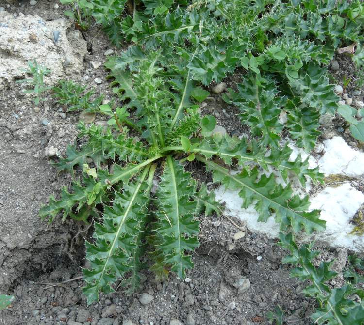 Cirsium acaule (L.) Scop.