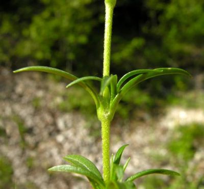 Cerastium arvense subsp. strictum Gaudin 