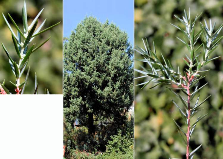 Juniperus oxycedrus L.