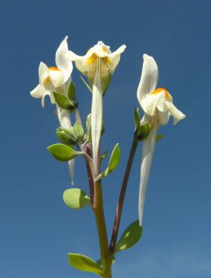 Linaria reflexa (L.) Desf. subsp. reflexa 